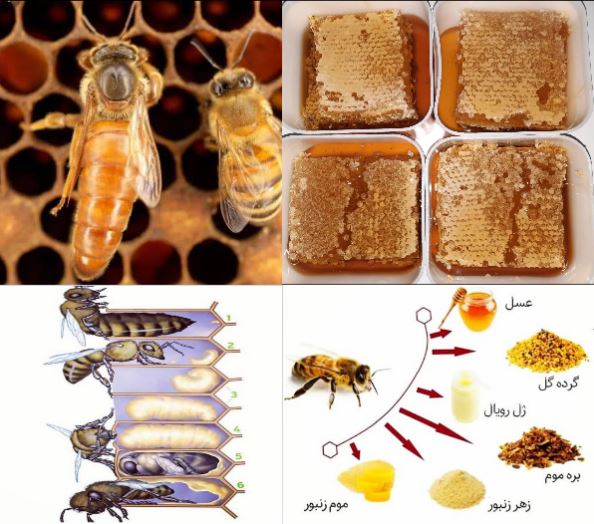 تولید عسل