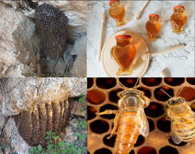 عسل صخره ای و عسل در شیشه عسل
